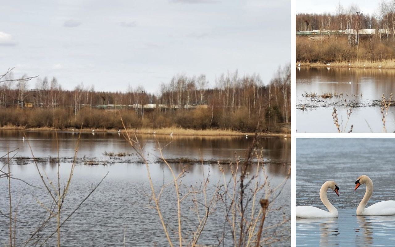Погода лебеди краснодарский край на 10 дней. Лебеди Кемеровская область. Лебеди Черняховск. Лебеди сталь.